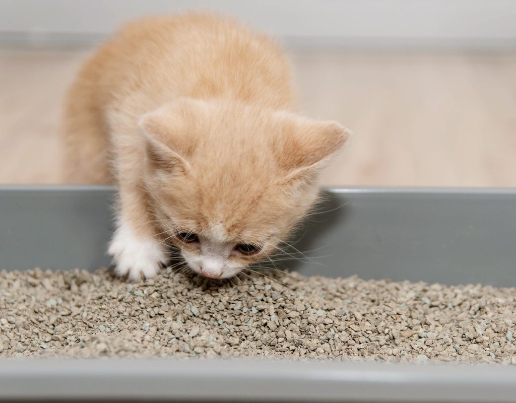 Orange kitten climbing into a litter box