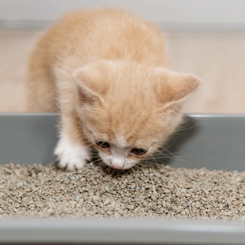 Orange kitten climbing into a litter box