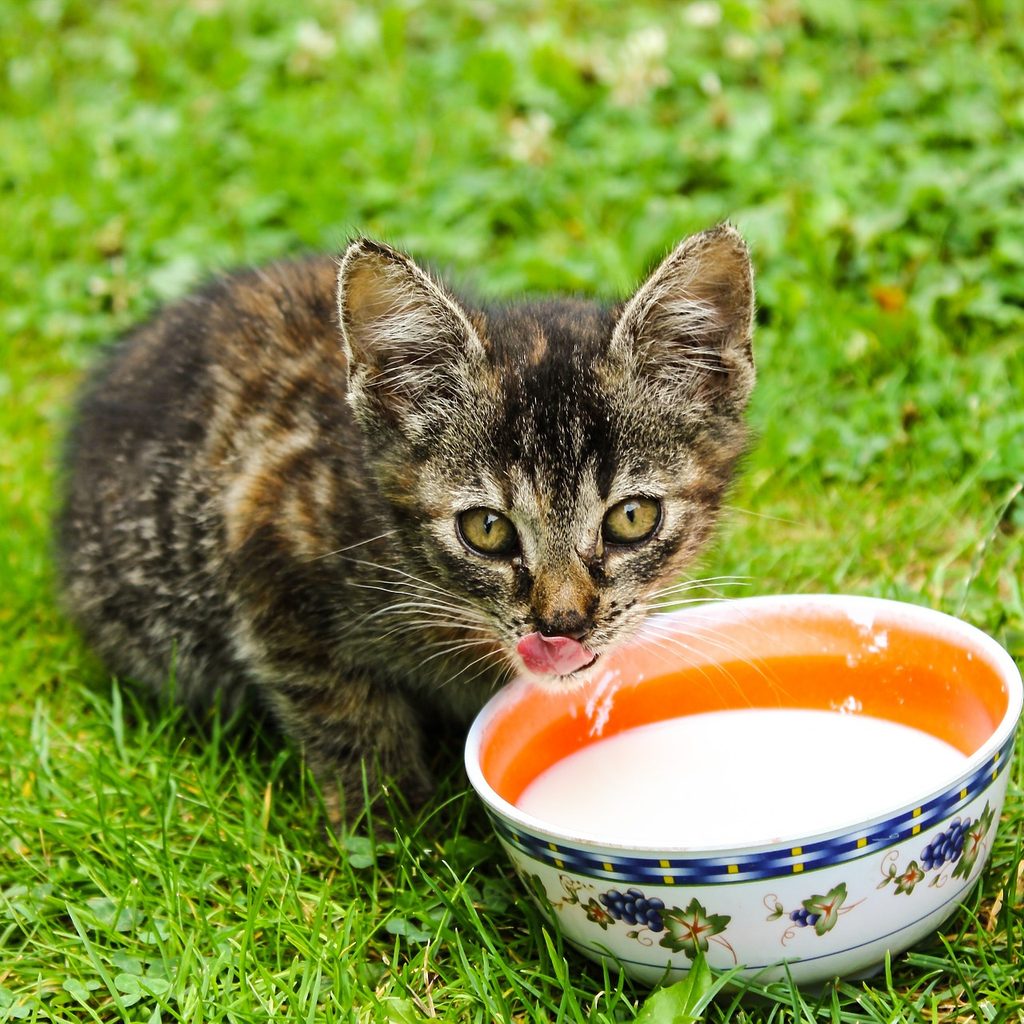 Older kitten in a yard drinking out of a bowl of milk
