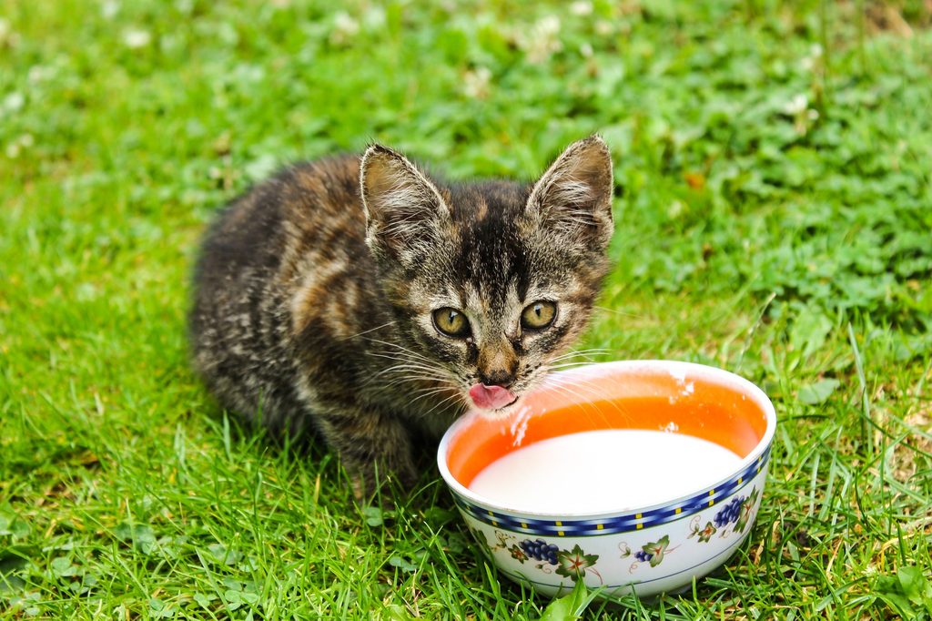 Older kitten in a yard drinking out of a bowl of milk
