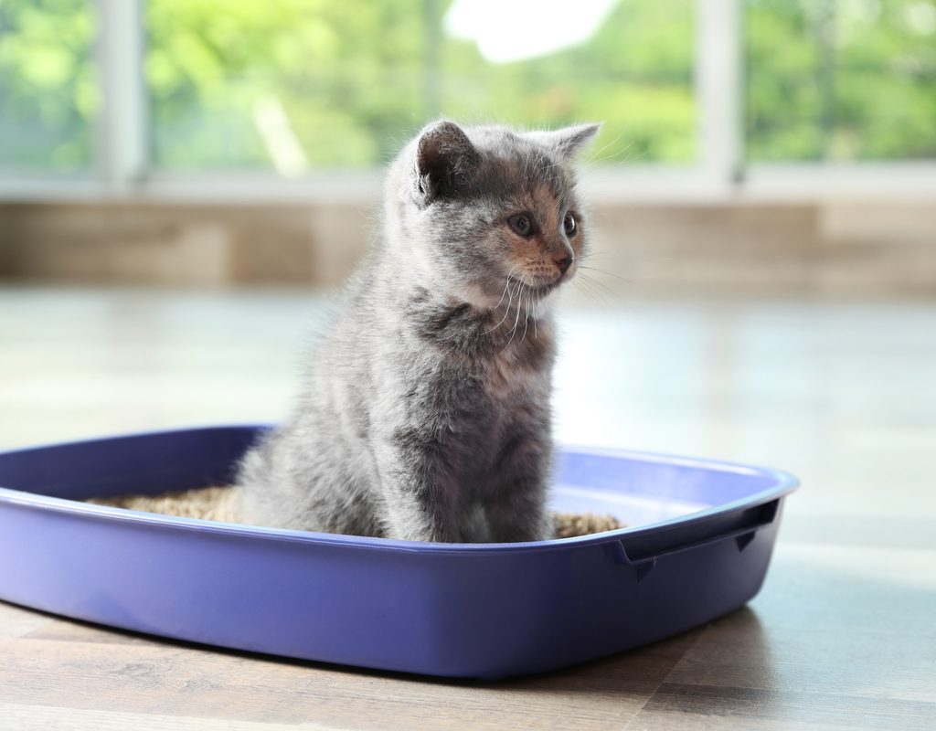 Kitten sitting in a litter box looking up