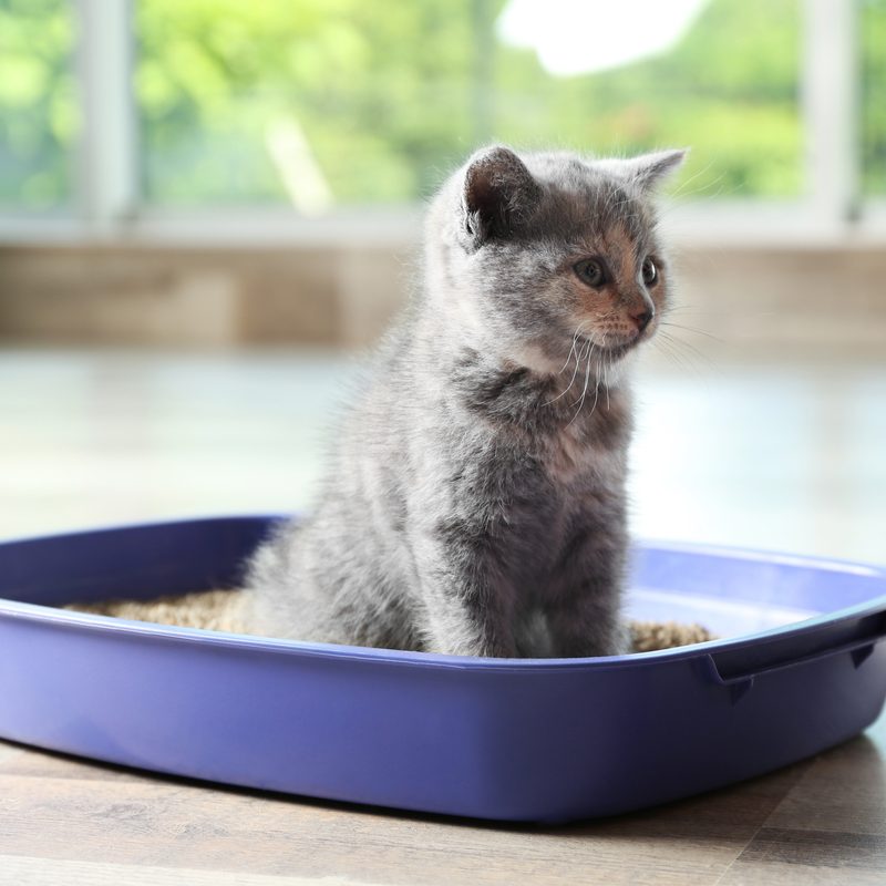 Kitten sitting in a litter box looking up
