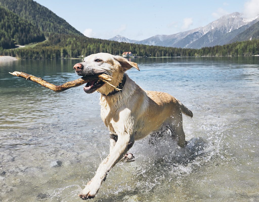 A Labrador retriever fetching stick from water.