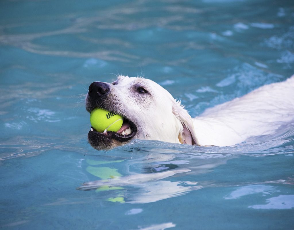 Labrador swimming with ball.
