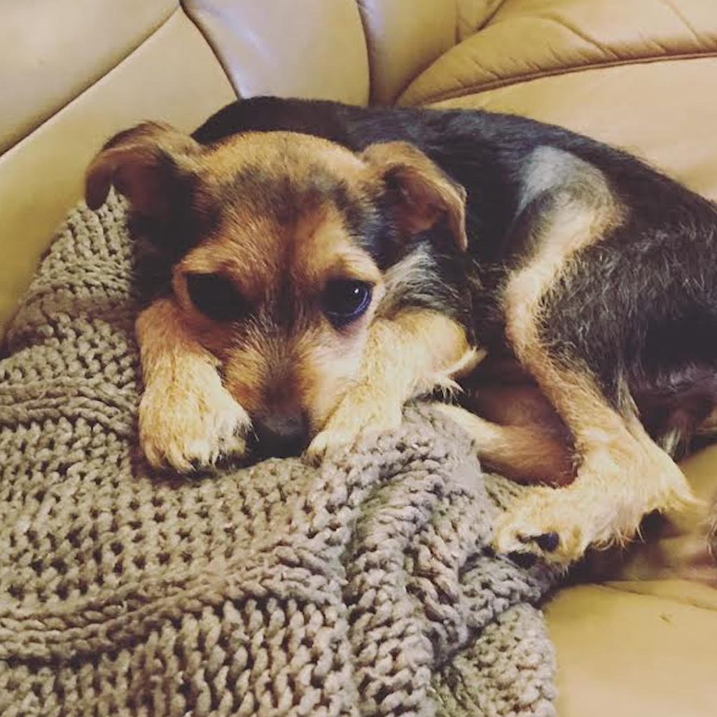a brown and black terrier mix rests on a blanket on a couch