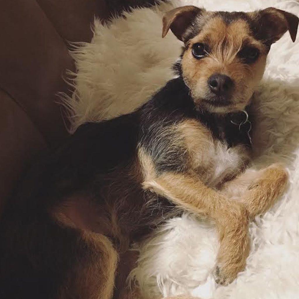 a brown and black terrier mix rests on her side on a fuzzy blanket, looking up at the camera