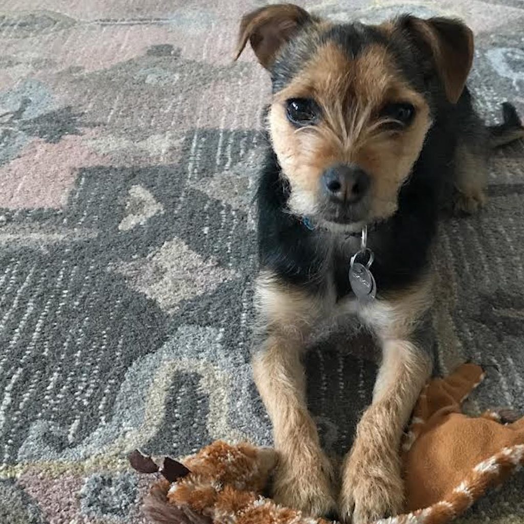 a brown and black terrier mix sits on a carpet with her paws on a toy