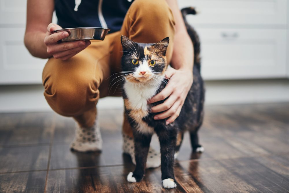 A man in khaki pants feeding a calico cat.