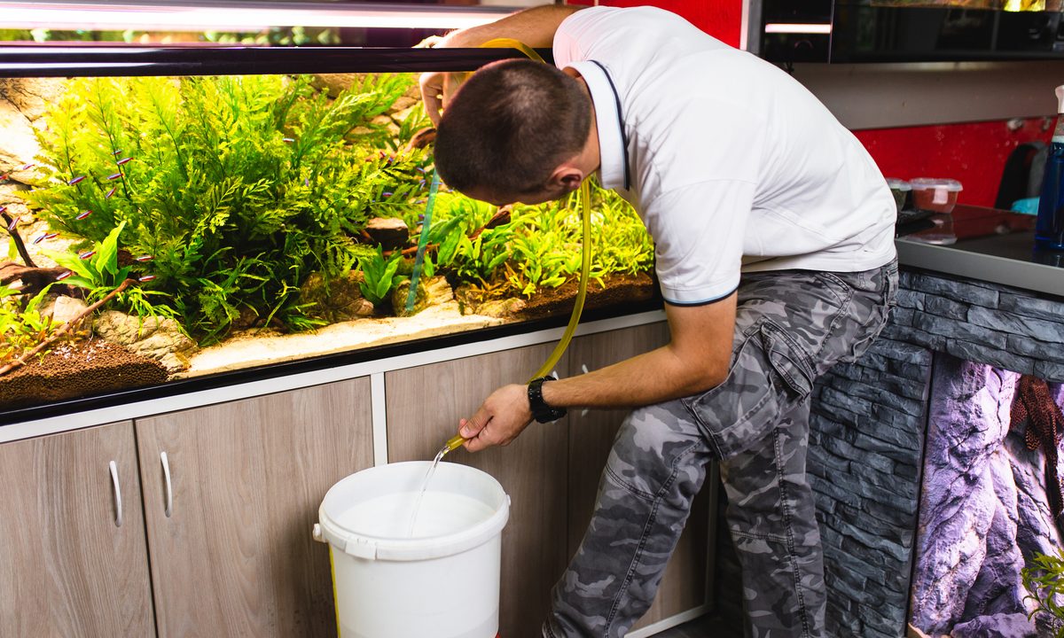 Man performs a water change in his aquarium by syphoning