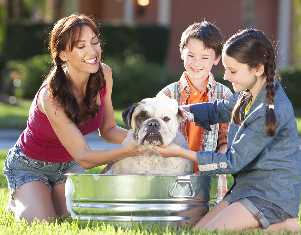 Mom and kids bathing a bulldog.