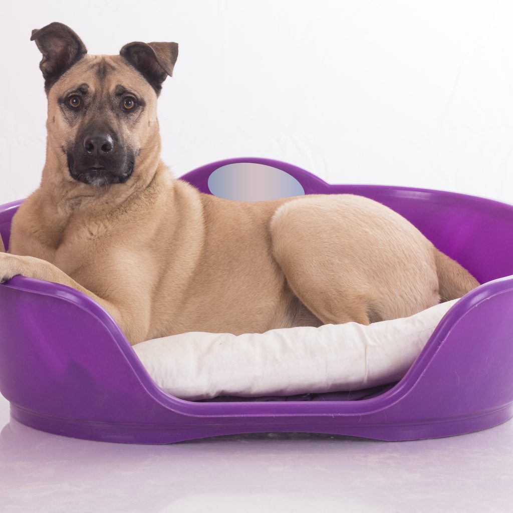 a beige large dog rests in a purple plastic dog bed with a pillow inside