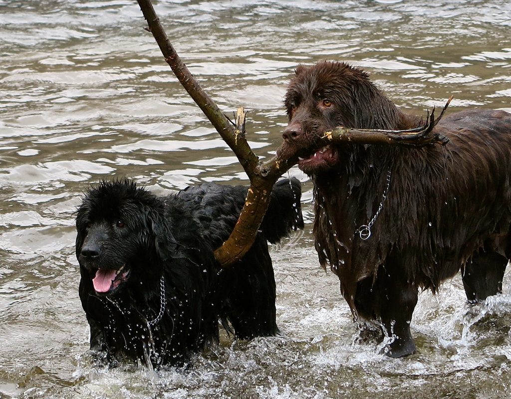Two Newfoundland dogs playing with a stick in the water.