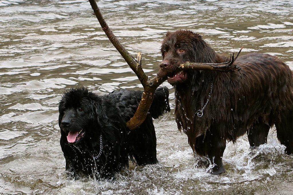 Two Newfoundland dogs playing with a stick in the water.