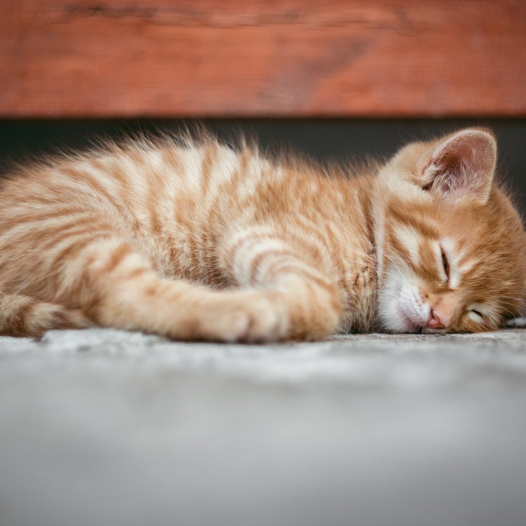 Young orange kitten sleeping on a floor