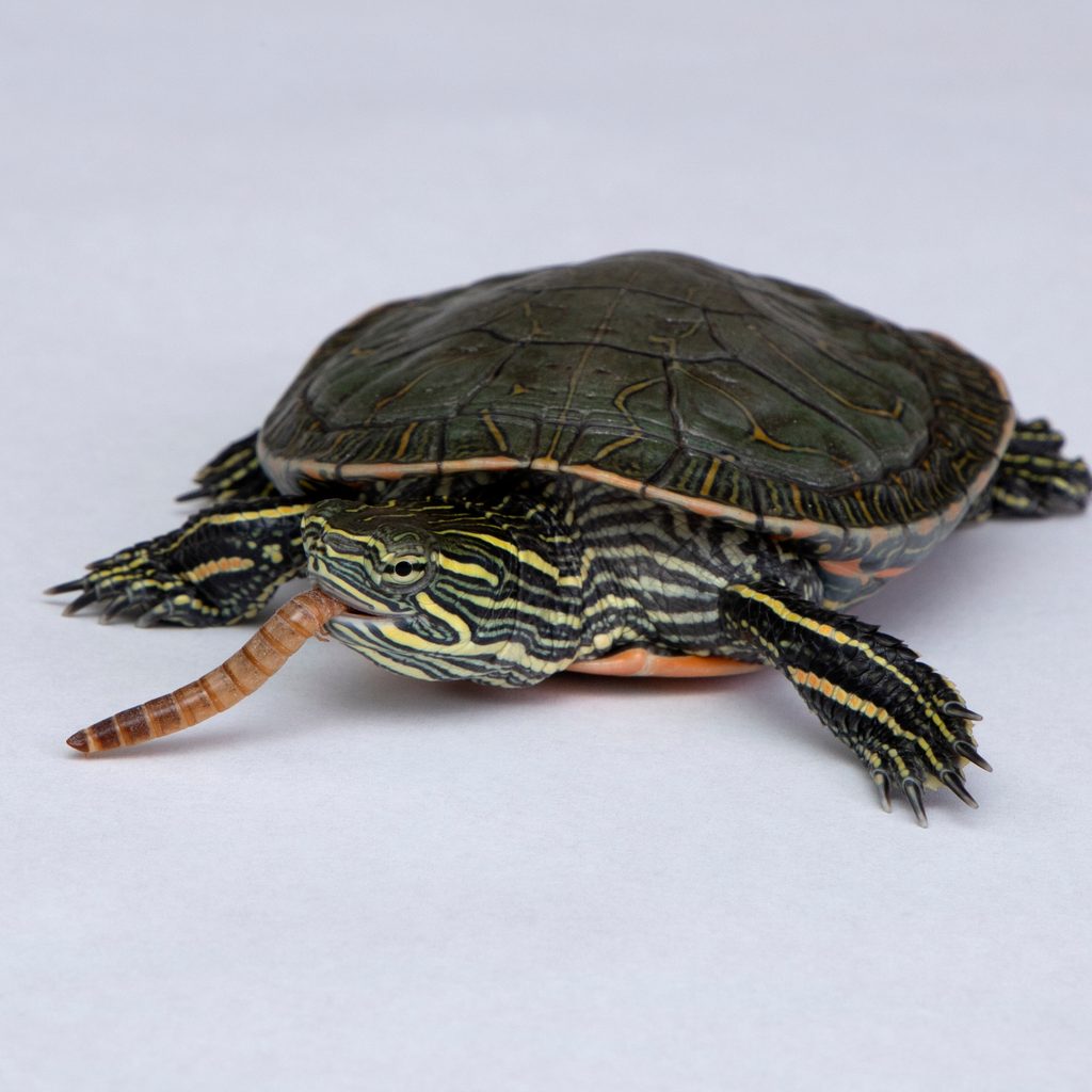 Painted turtle eats a mealworm