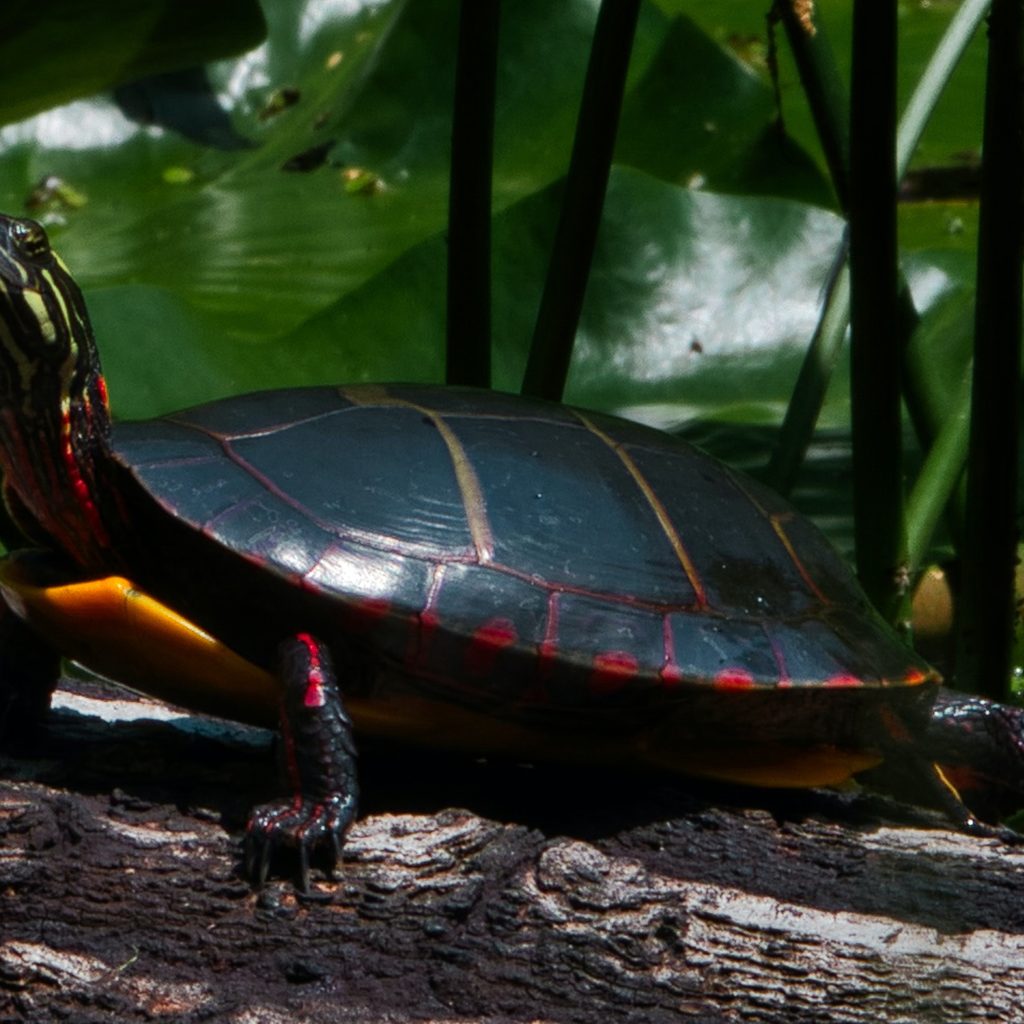 Painted turtle sits on a log