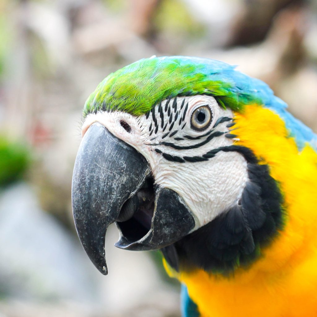 Parrot talks with beak open