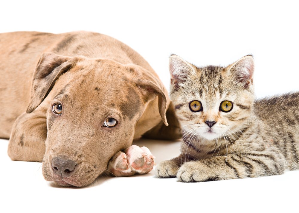 A brown Pit Bull puppy lying beside a striped kitten on a white background.