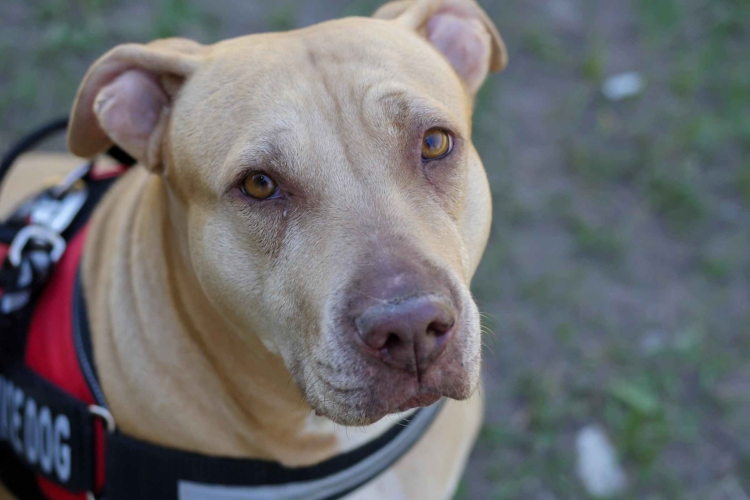 a tan pit bull in a red service dog vest looks up at the camera