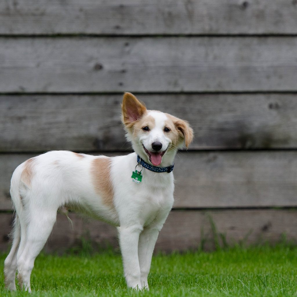 A happy puppy standing on a lawn in front of a building