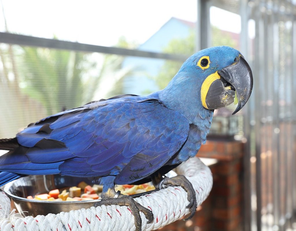 Blue macaw looking quizzically into the camera