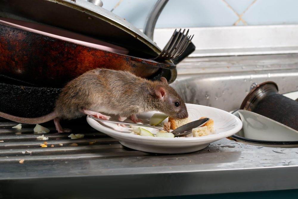 A rat crawling across dirty dishes in a sink.