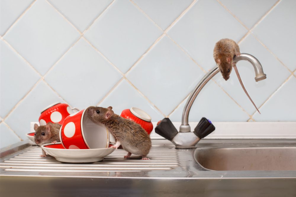 Three rats crawling around a kitchen sink.