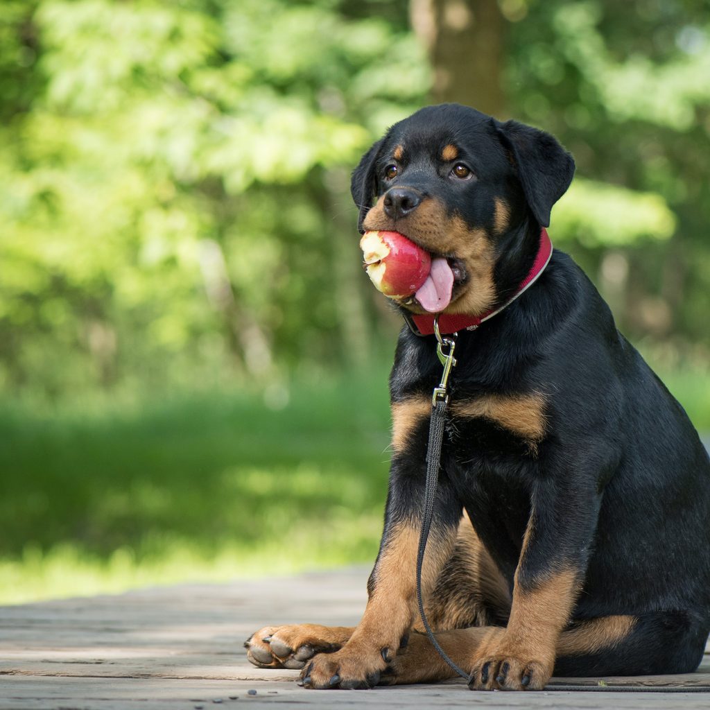 A rottweiler puppy sits with an apple in his mouth
