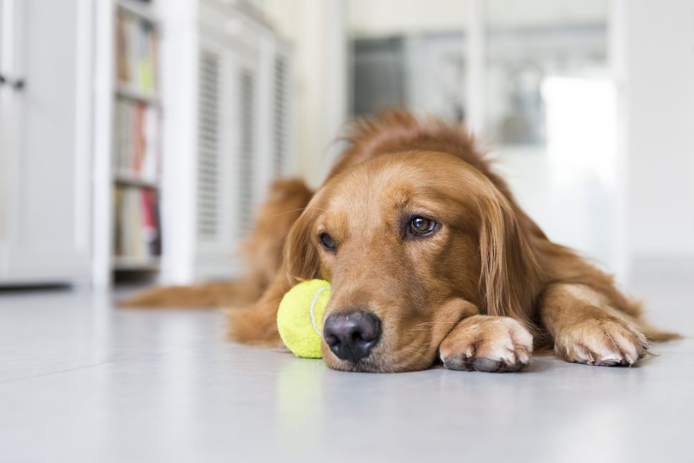A sad Golden Retriever lying beside a tennis ball on the floor.