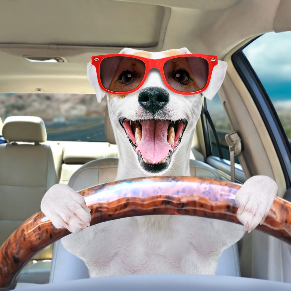 A dog steering a car and wearing red sunglasses