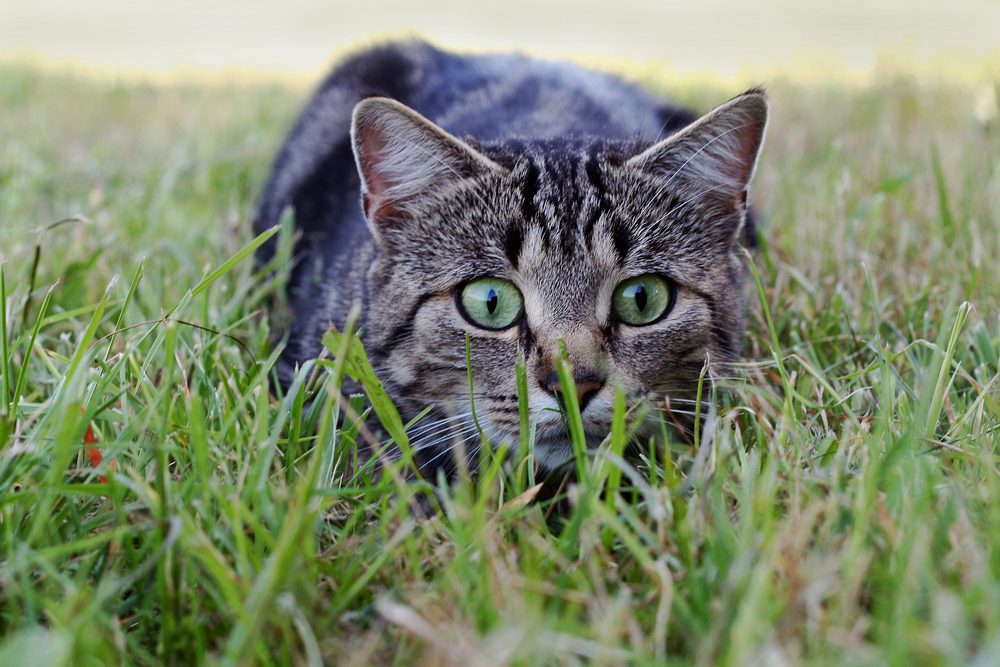 gray cat on hunt in grass