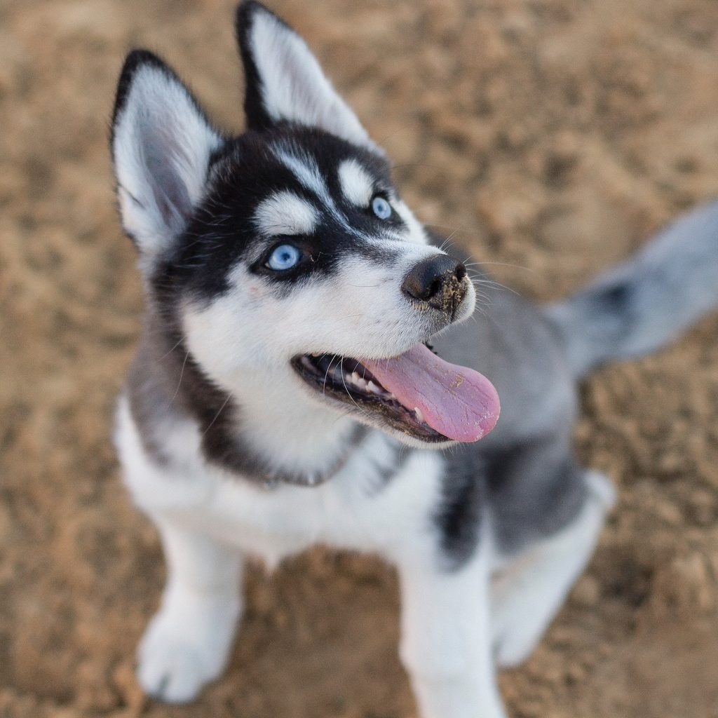 A Siberian husky puppy sits on the ground and looks up