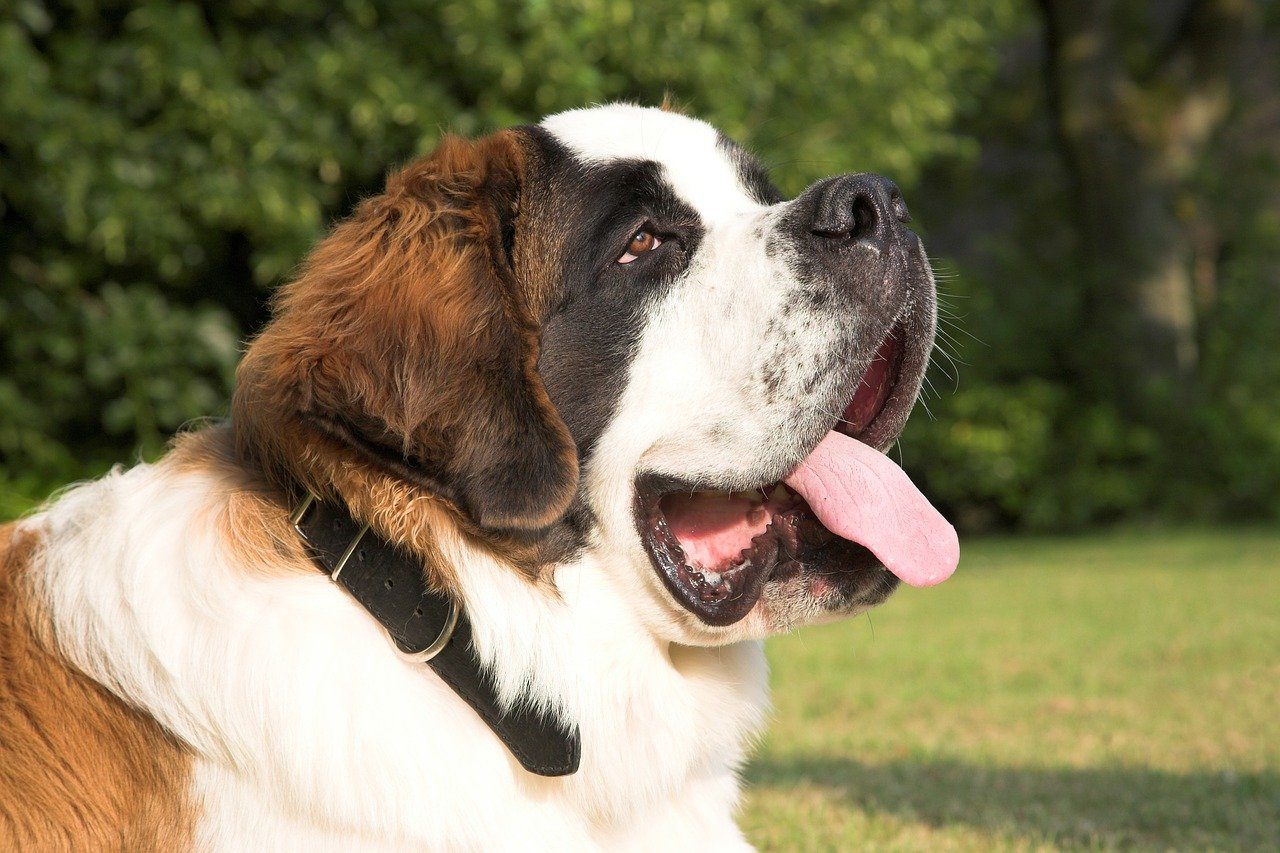 Side profile of a St. Bernard smiling while standing outdoors.