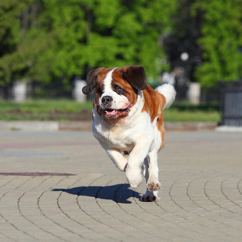a St. Bernard runs over pavement outdoors in the park