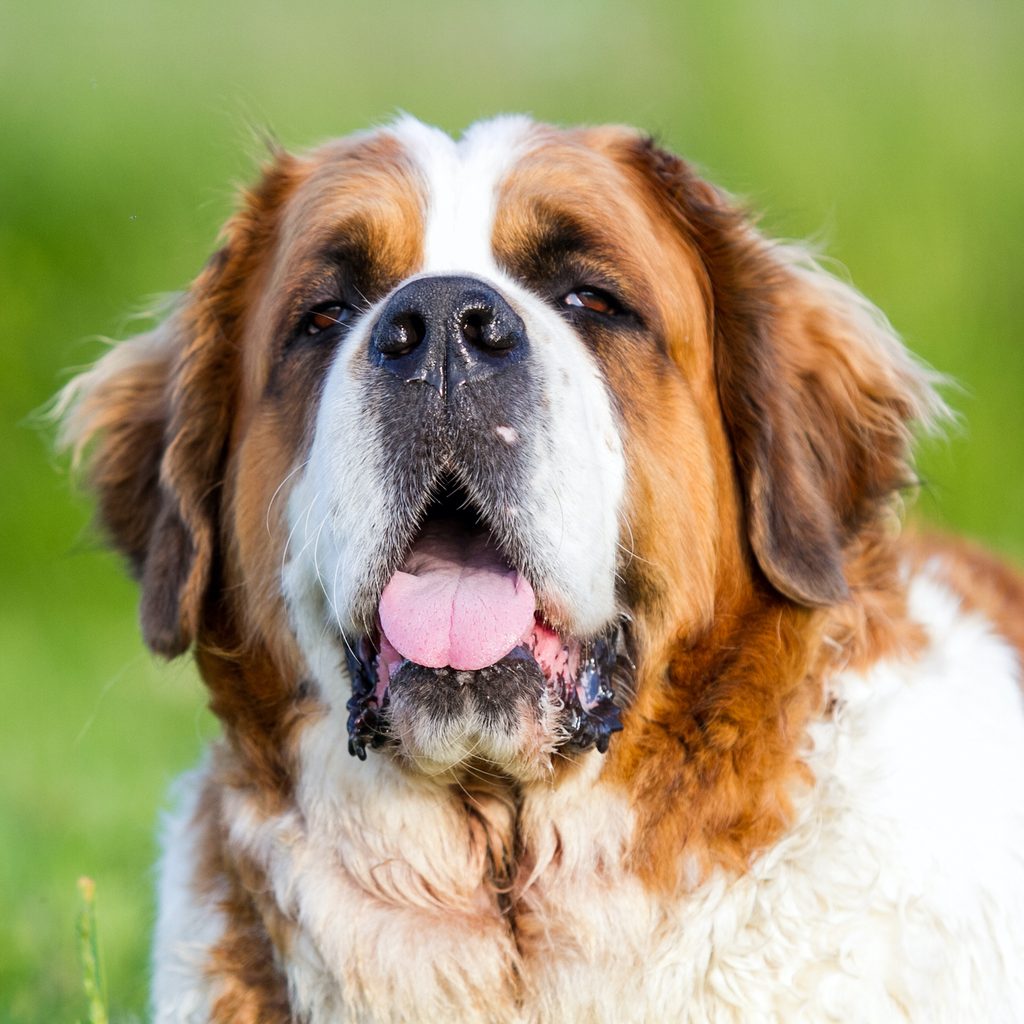a St. Bernard looks at the camera with their tongue out