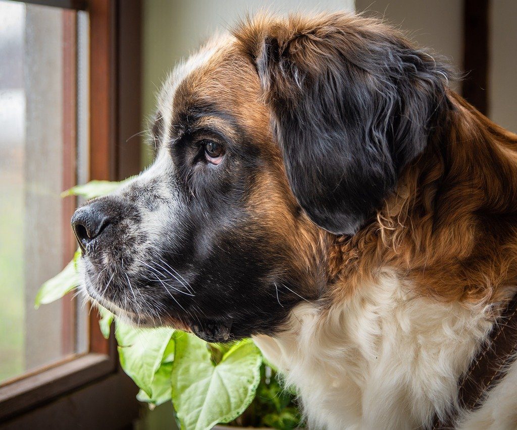 A St. Bernard looking through a window.