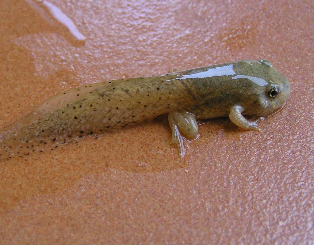 Tadpole growing legs to transform into frog