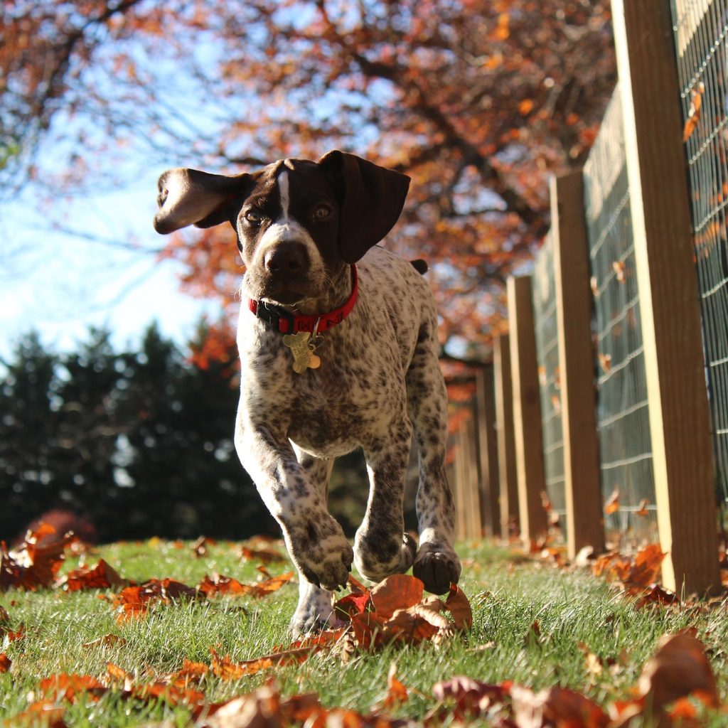 dog running beside a fence