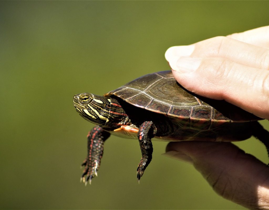 Human holds a small painted turtle