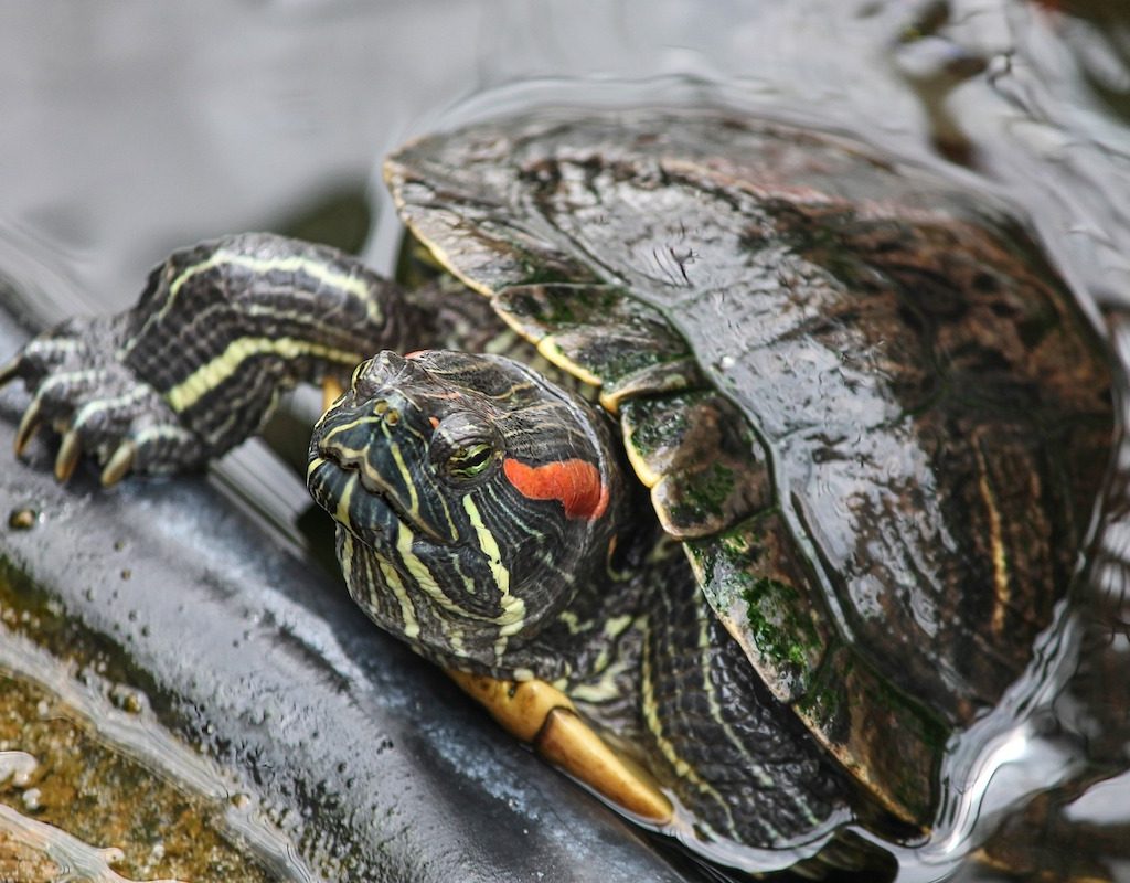 Turtle pokes head out of the water