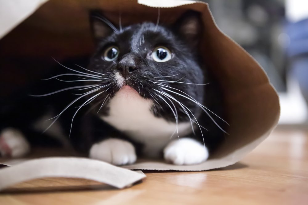 A tuxedo cat hiding inside of a paper bag.