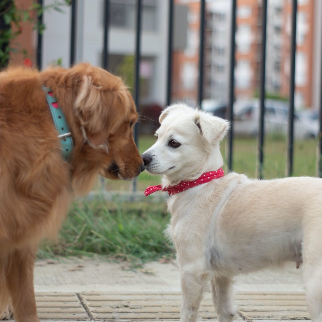 two dogs meet each other and sniff in a dog park