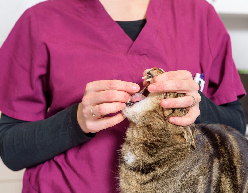 A veterinary technician giving a cat a pill