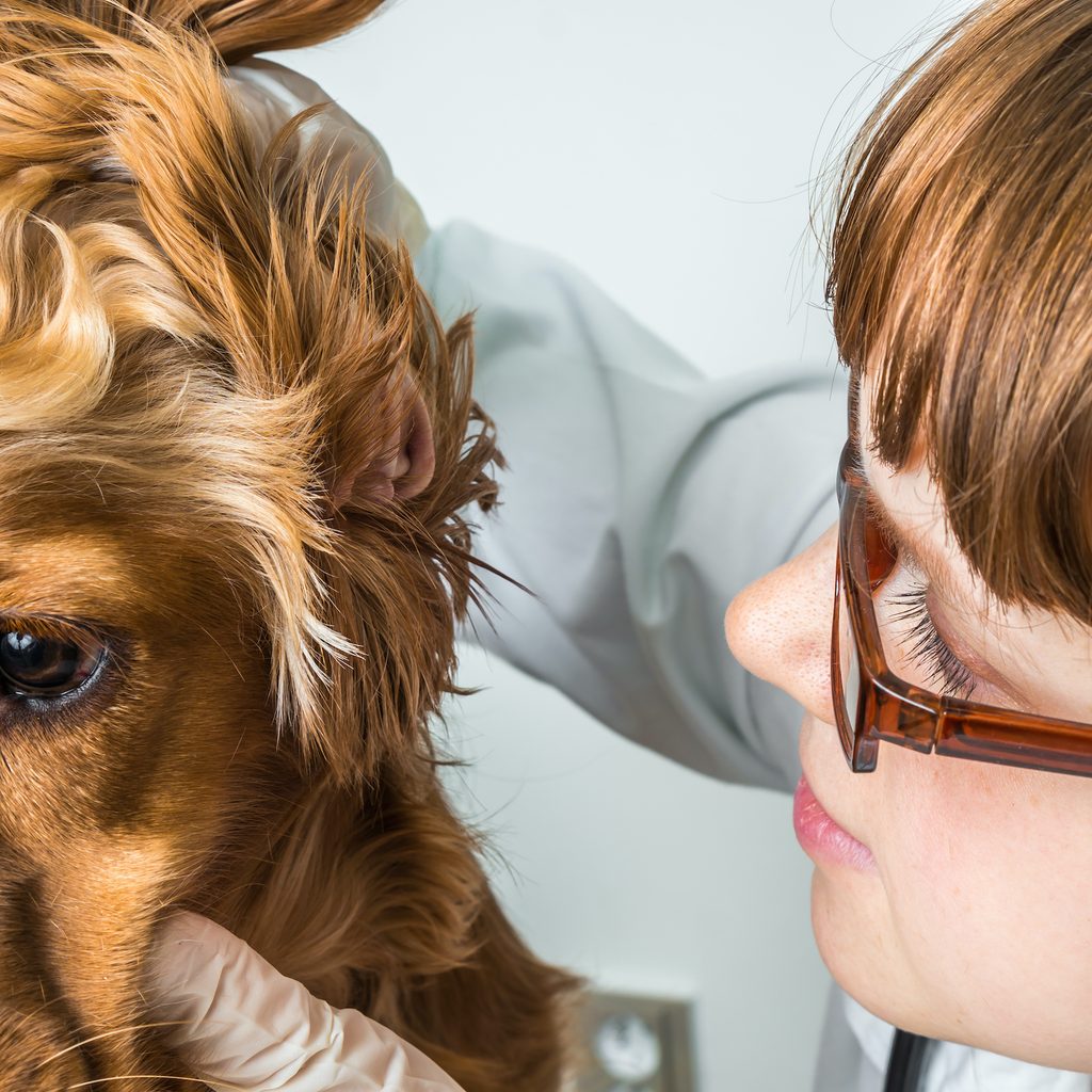 a veterinarian checks inside the ear of a cocker spaniel