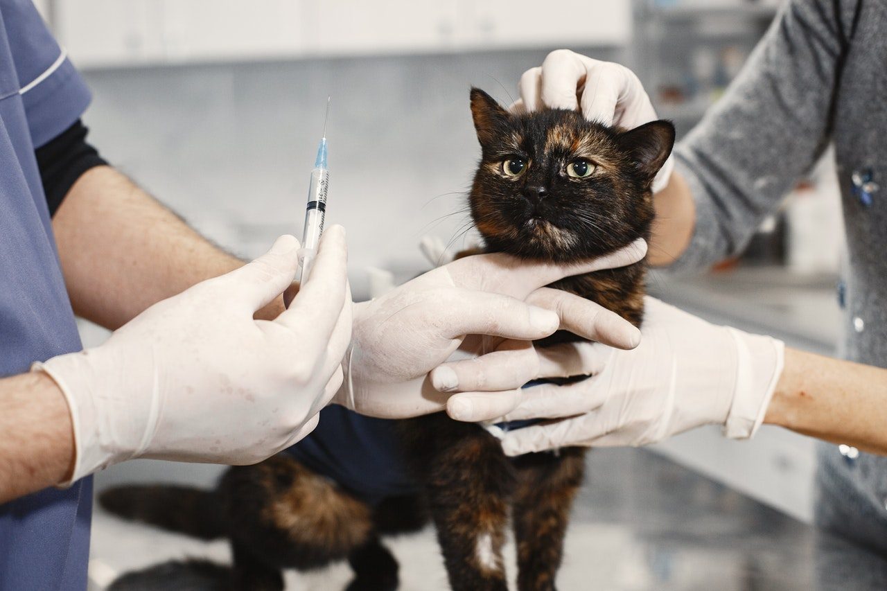 Two veterinarians preparing to give a calico cat an injection.