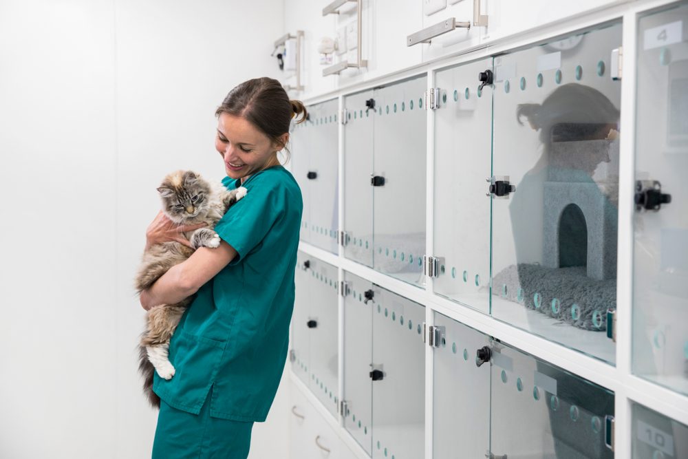 A veterinary nurse holding a gray cat in a kennel.
