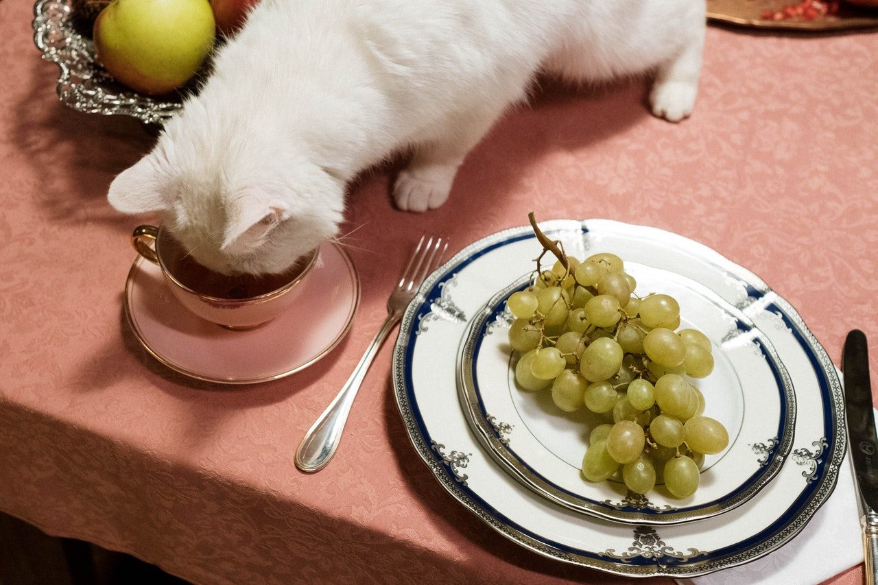 A white cat drinking from a teacup.