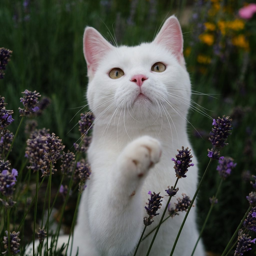 White cat sitting in a garden of purple flowers