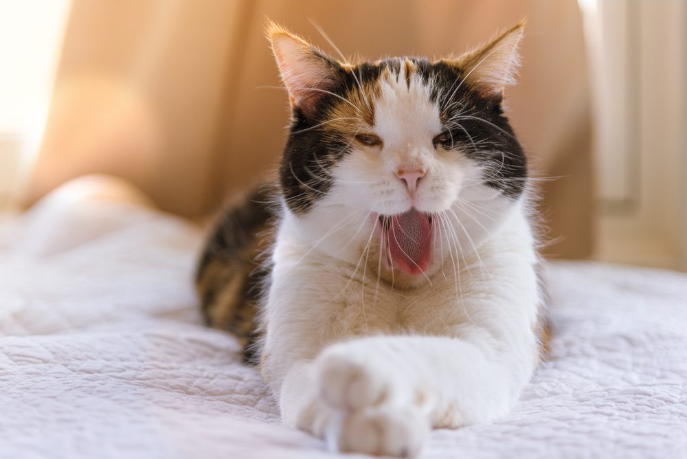 A calico cat yawns and stretches out on top of white bedding.