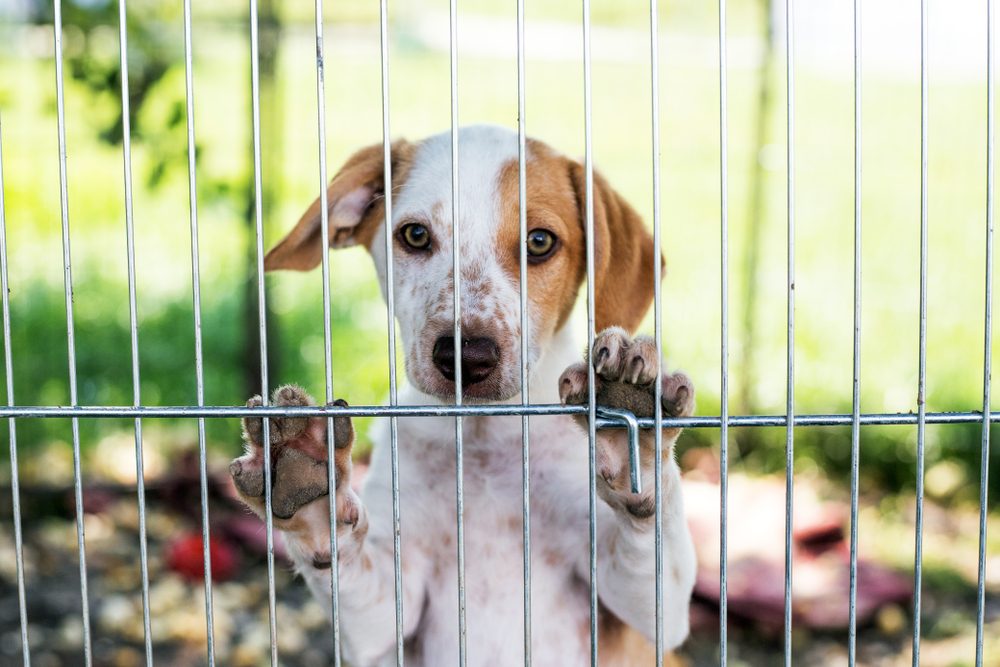 An adorable puppy behind the bars of a cage in an animal shelter.